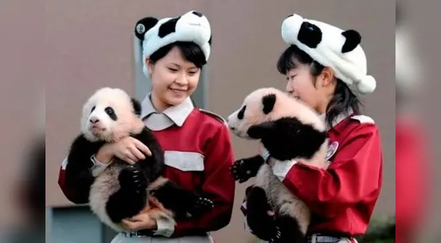 ANIMALITOS CAUSAN SENSACIÓN TAMBIÉN EN LAS REDES SOCIALES.