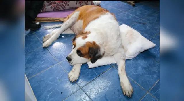 Situación del can era delicada tras introducirle droga en las entrañas. Situación del can era delicada tras introducirle droga en las entrañas.