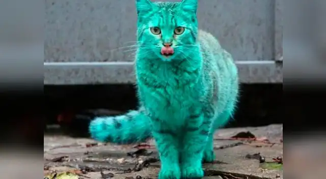 Este gato se ha convertido en el nuevo rey de las redes sociales por su color verde.