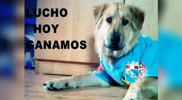 Memes calientan previa del Sporting Cristal vs. Juan Aurich Memes calientan previa del Sporting Cristal vs. Juan Aurich