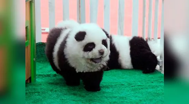 Perros de raza chow chow eran usados como pandas, les teñían el pelo para que se parezcan. Perros de raza chow chow eran usados como pandas, les teñían el pelo para que se parezcan.