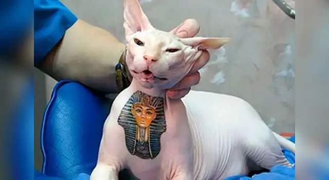 Inhumana tendencia de tatuar mascotas. 