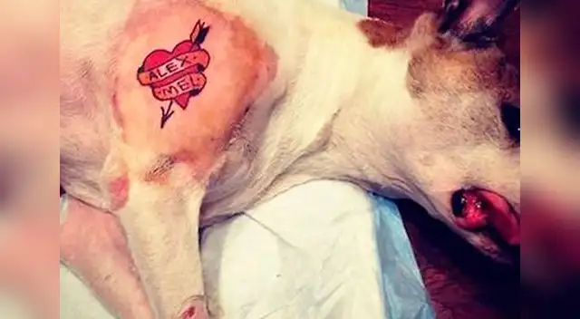 Inhumana tendencia de tatuar mascotas. 