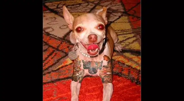 Inhumana tendencia de tatuar mascotas. 