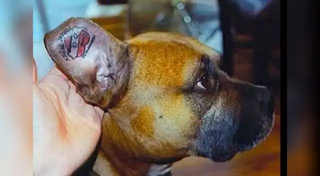 Inhumana tendencia de tatuar mascotas. 