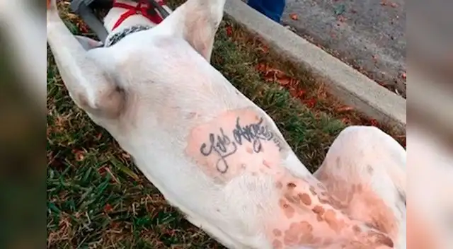 Inhumana tendencia de tatuar mascotas. 