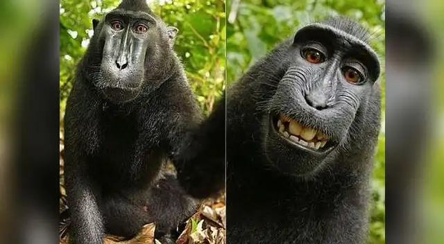 'Selfi' es la palabra del año 2014. 