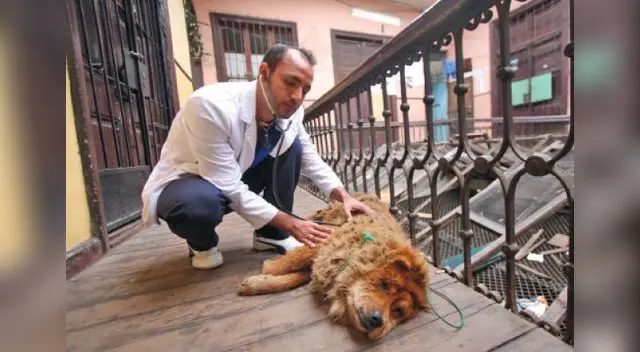 También se espera fomentar creación de hospitales veterinarios municipales. También se espera fomentar creación de hospitales veterinarios municipales.