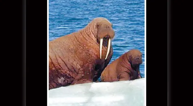 Morsa del Pacífico. Morsa del Pacífico.