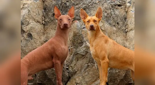 Imagen referencial. Imagen referencial.