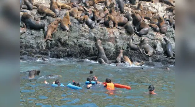 Turistas extranjeros llegan a este paraíso del mar para bañarse con estos hermosos animales. 