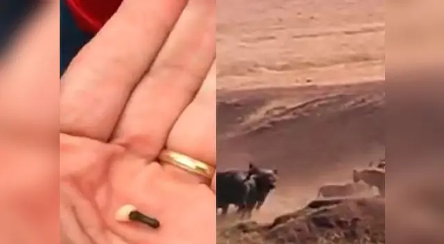 Extraen diente con palo de golf y búfalo defiende a cría.