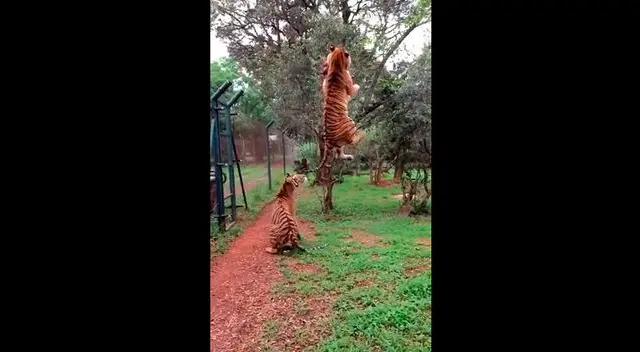 El felino realizó un salto de más de 5 metros El felino realizó un salto de más de 5 metros