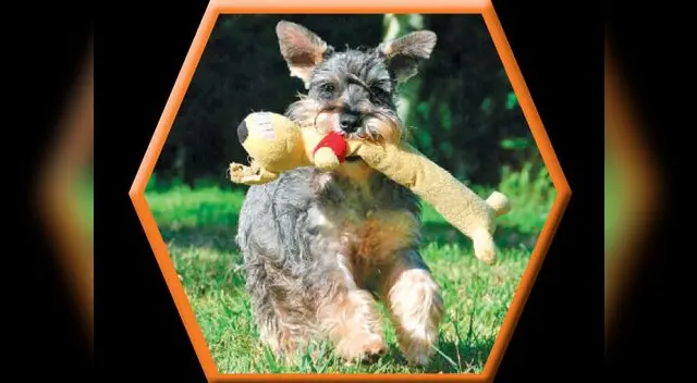 Conoce a tu mascota: el schnauzer 