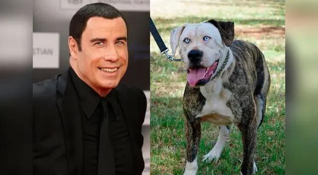 Travolta y perrito tienen un parecido. Travolta y perrito tienen un parecido.