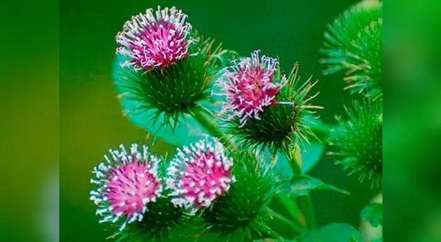 Esta planta es muy famosa por sus propiedades diuréticas y desintoxicantes  para el organismo, conoce más de sus múltiples beneficios. 