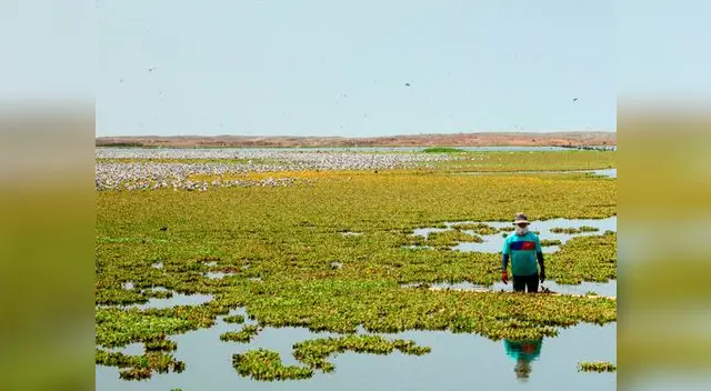 La tala de palmeras pone en grave peligro estos ecosistemas.