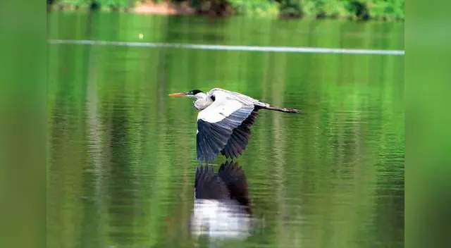Ayuda con tu voto para que se convierta en el mejor lugar para la vida silvestre. Ayuda con tu voto para que se convierta en el mejor lugar para la vida silvestre.