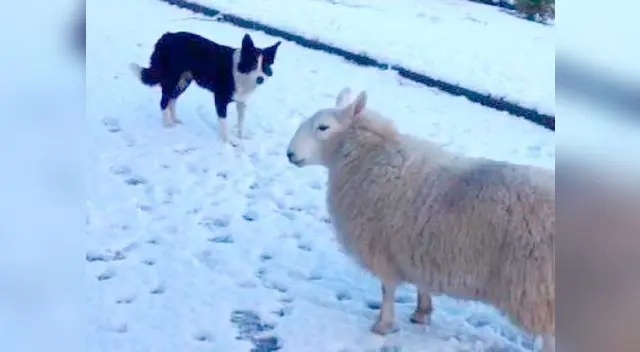 Oveja que se cree perro es la sensación.