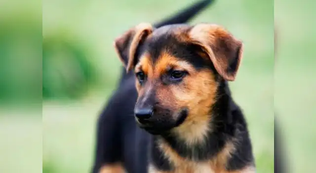 El mestizo. El mestizo.