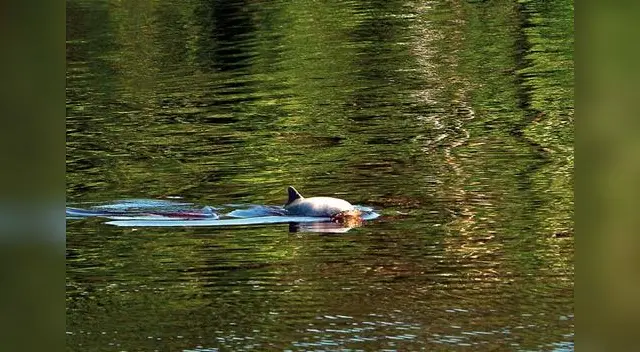 Reserva Nacional Pacaya Samiria está en el top ten de los mejores lugares para la vida silvestre. Reserva Nacional Pacaya Samiria está en el top ten de los mejores lugares para la vida silvestre.