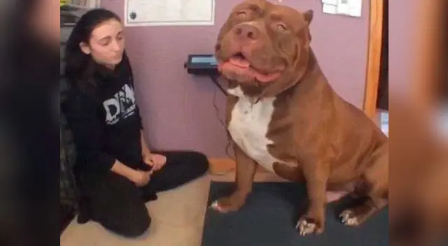 Hulk, el pitbull gigante de 80 kilos.