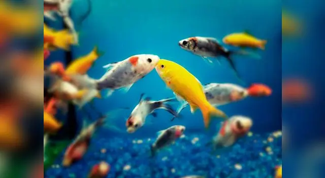 Los peces.