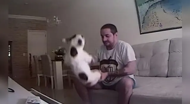 Los animales maltratados se encuentran bien de salud