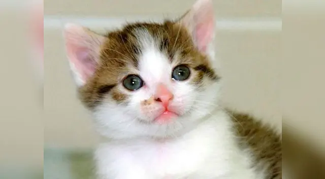 Gato doméstico Gato doméstico