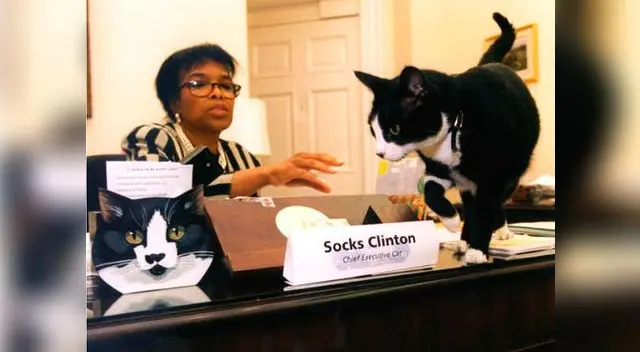Socks, el gato del presidente Clinton Socks, el gato del presidente Clinton