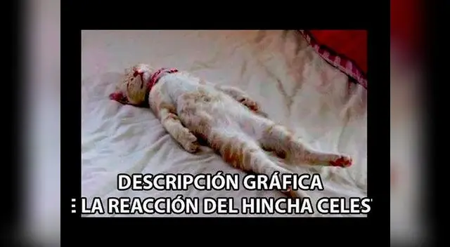 Gatitos protagonizan algunos memes,.