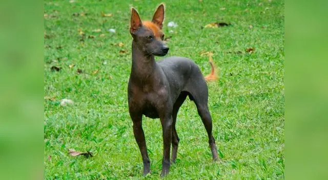 En nuestro país se han identificado tres tipos de perro sin pelo