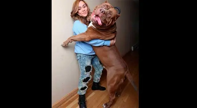 Hulk es el pitbull más grande del mundo. Hulk es el pitbull más grande del mundo.
