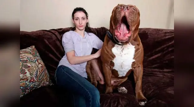 Hulk es el pitbull más grande del mundo. Hulk es el pitbull más grande del mundo.
