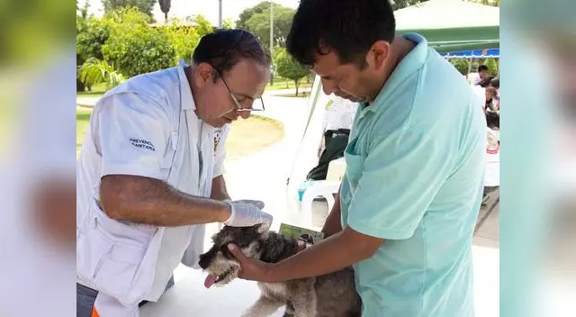 Mascotas tendrá carnet que consignará todos los datos necesarios. Mascotas tendrá carnet que consignará todos los datos necesarios.