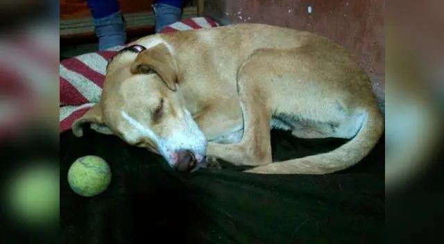 Recolectan 80 mil firmas para detener maltrato animal