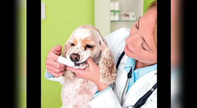 No obvies ninguna de sus vacunas, son importantes. No obvies ninguna de sus vacunas, son importantes.