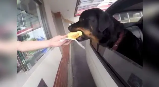 Can espera su pedido con ansias Can espera su pedido con ansias