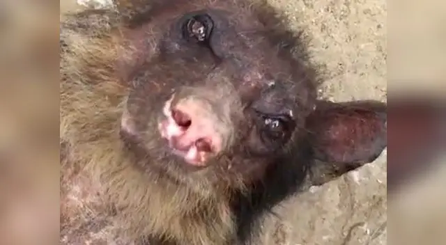 Osa Cholita no volverá al Perú. Será cuidada en Estados Unidos. 