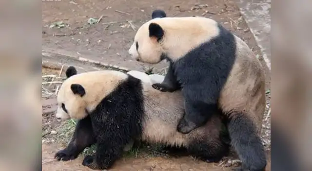 Así mantiene relaciones sexuales los osos pandas. Así mantiene relaciones sexuales los osos pandas.
