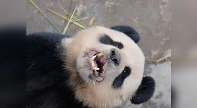 El rostro de la felicidad. El rostro de la felicidad.