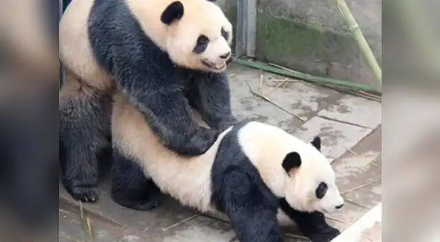 Sexo en posición perrito, variante del osito panda hot. Sexo en posición perrito, variante del osito panda hot.