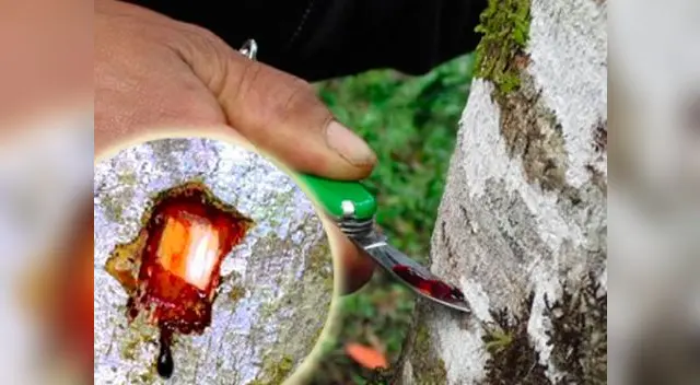 En 1989 científicos peruanos analizaron la composición de la sangre de grado