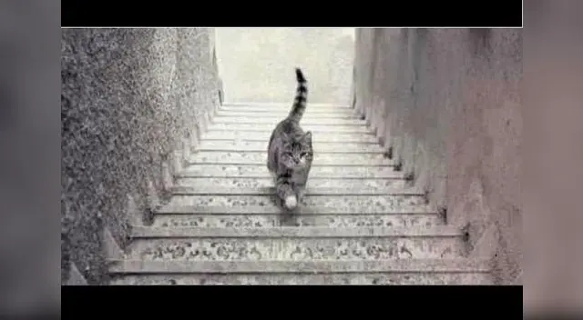 Gato sube o baja las escaleras.