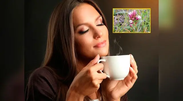 Puedes hacer una infusión con hercampuri fresco o seco. Toma una taza al día. Puedes hacer una infusión con hercampuri fresco o seco. Toma una taza al día.