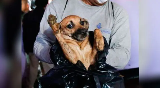 Norma no incluye a toros y gallos. Norma no incluye a toros y gallos.