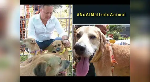 Amigo de los animales.