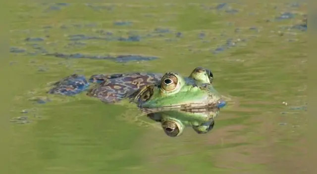 Vertidos tóxicos del lado boliviano incrementó la posibilidad de su extinción