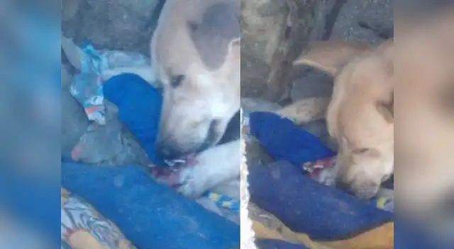 Perrita lastimada.