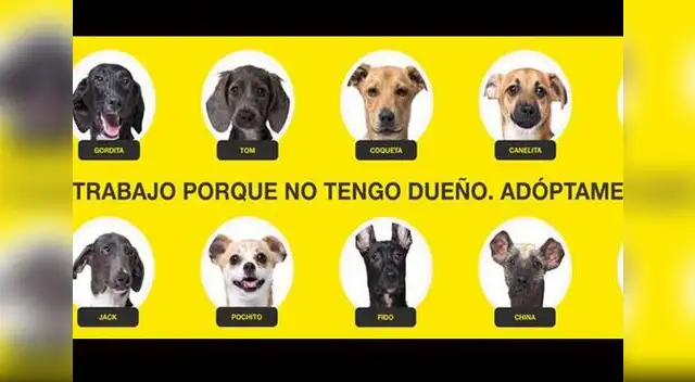 Animales aparecen en el catálogo de los productos Animales aparecen en el catálogo de los productos